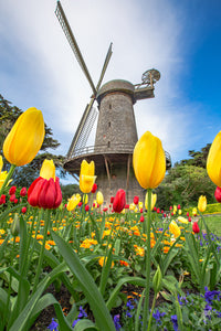 Tulips and a windmill indicating the coming of spring