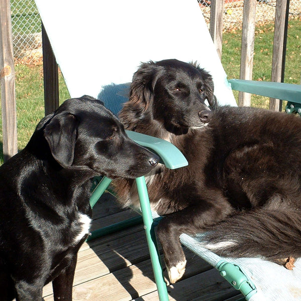 Image of 2 dogs that have been fed Aloe Agave for small animals highlighting their bright coats and healthy appearance