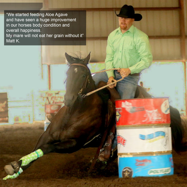 Aloe-Agave supplement for horses and other large animals - OriginalUdderBalm.com