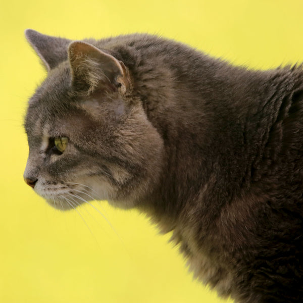 Image of 21 year old cat that has been fed Aloe-agave for small animals showing great coat and bright eyes