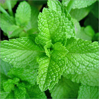 Doc Hoag's All Natural Menthol Pain Relief Cream - OriginalUdderBalm.com