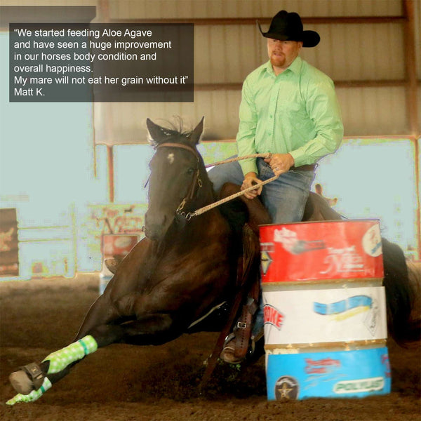 Aloe-Agave supplement for horses and other large animals - OriginalUdderBalm.com