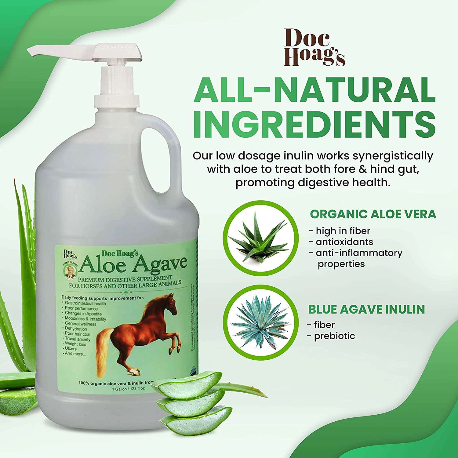 aloe vera pflanze angebot Aloe Vera – Echte Heilpflanze im Topf bestellen main image 1