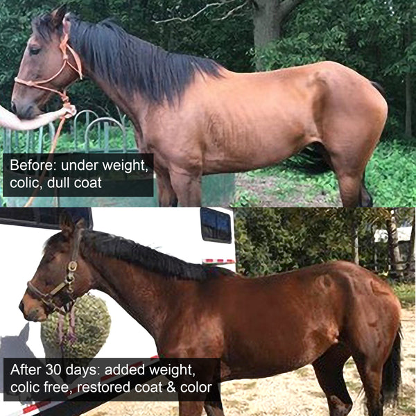 Aloe-Agave supplement for horses and other large animals - OriginalUdderBalm.com