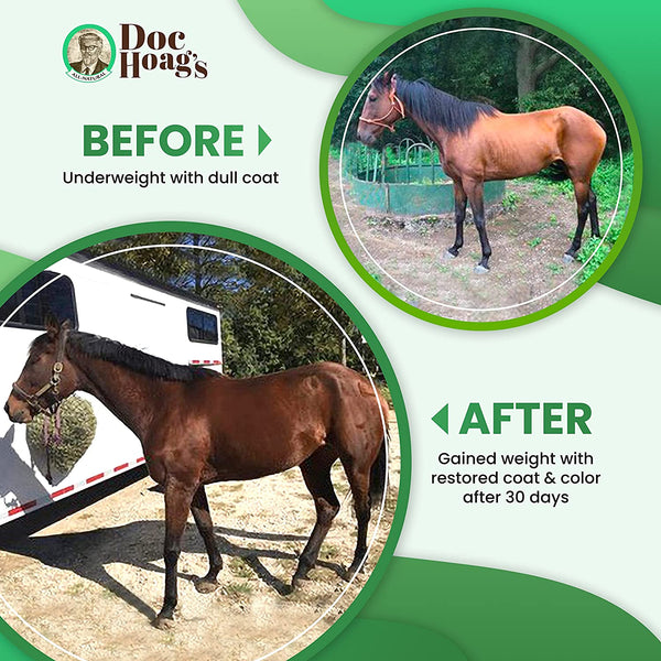 Aloe-Agave supplement for horses and other large animals by Doc Hoag's - OriginalUdderBalm.com